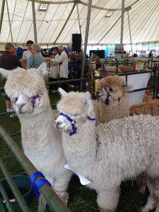 malvern show june 15th 2014 cropped2