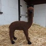 Needle Felted Toys - Alfie