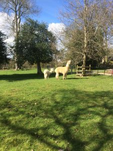 Wizard & Derby taking in their new surroundings at Acton Scott.