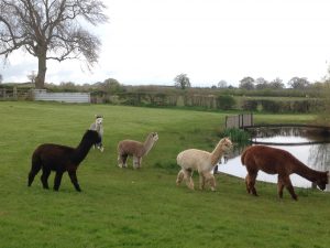 Girls looking around their new field.